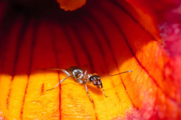 Formica nel fiore — Foto Stock