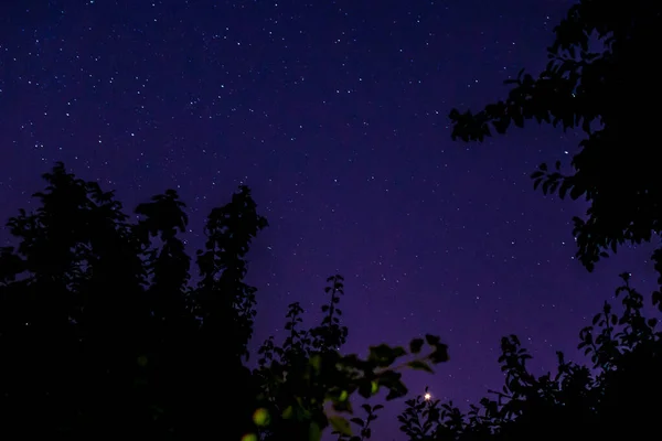 Cielo nocturno entre los árboles — Foto de Stock