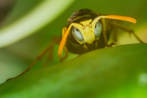 Guêpe gros plan macro — Photo