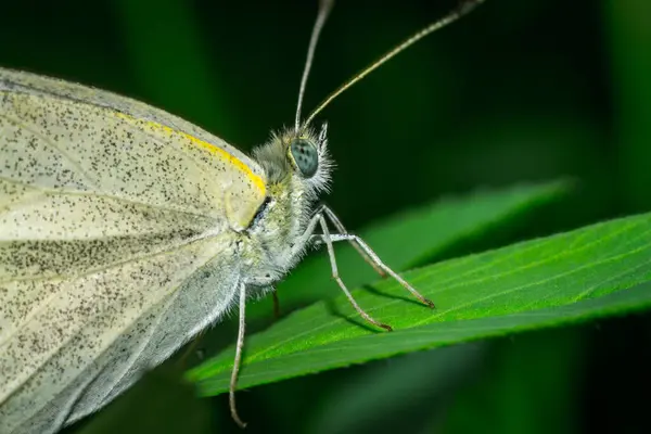 Close-up de uma borboleta colorida — Fotografia de Stock