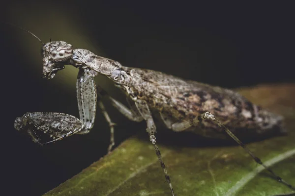 사마귀 벌레 — 스톡 사진