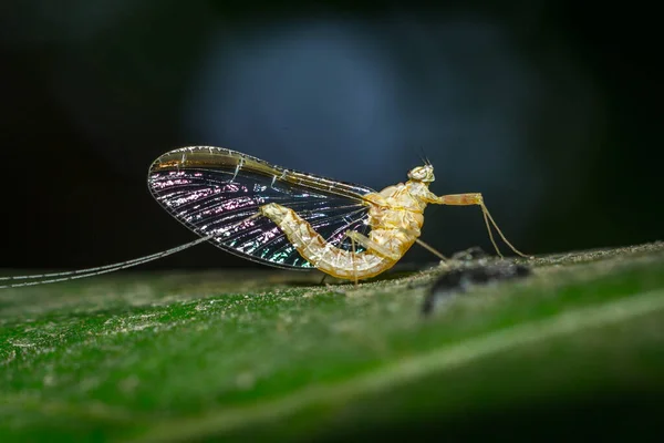 Gros plan d'un papillon coloré — Photo