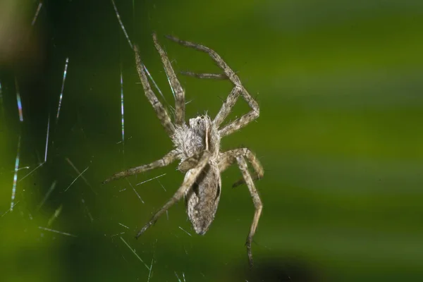 거미의 거미집 — 스톡 사진