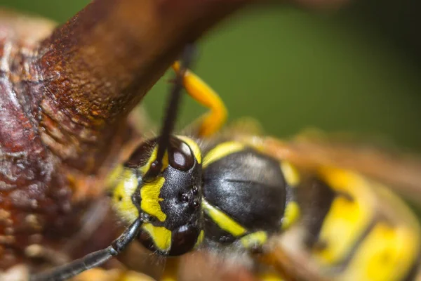 La tête de la guêpe insecte — Photo