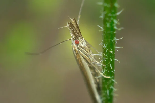 Macro Cydia pomonella — Fotografia de Stock