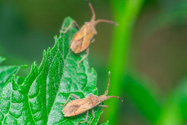 Punaises de lit dans le jardin — Photo