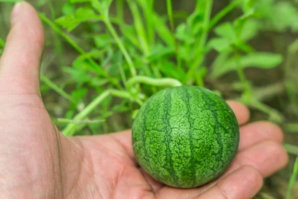 Kleine watermeloen in de tuin — Stockfoto