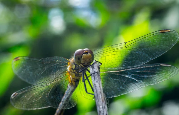 Libélula em um fundo de grama — Fotografia de Stock