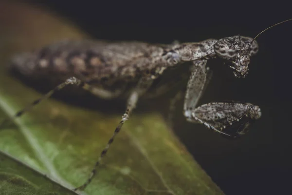 Богомол-насекомое — стоковое фото