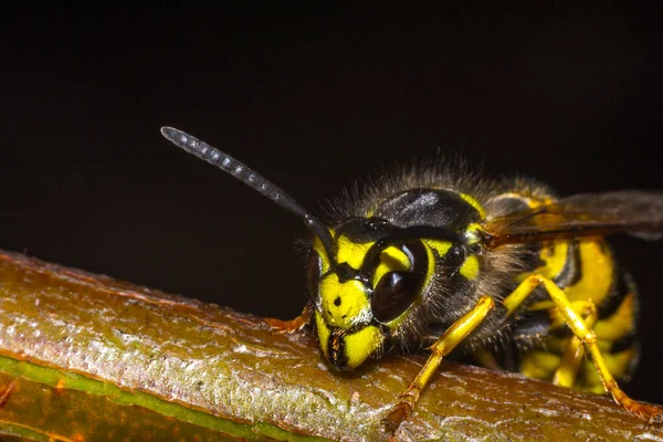 A cabeça da vespa do inseto — Fotografia de Stock