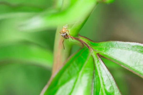 나뭇잎에 개미 — 스톡 사진