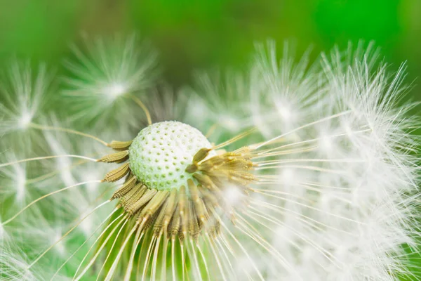 Dandelion macro foto — Fotografia de Stock