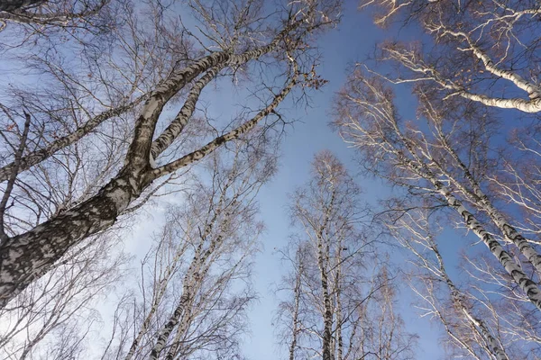 look up at the trees