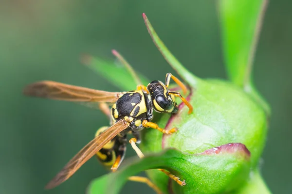 Wesp in het wild — Stockfoto