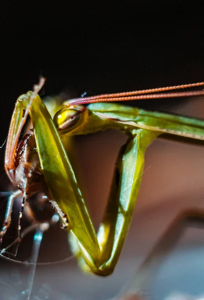 お祈りのカマキリを閉じて — ストック写真