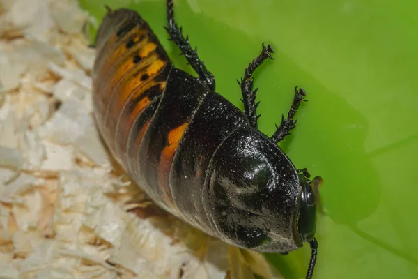 Cockroaches close-up macro — Stock Photo, Image