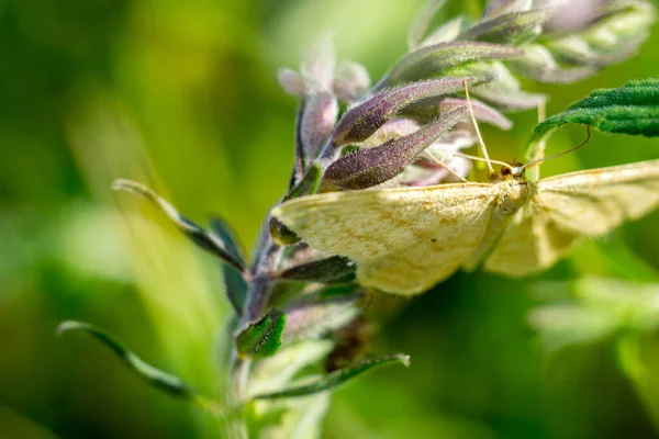 Close-up van een kleurrijke vlinder — Stockfoto