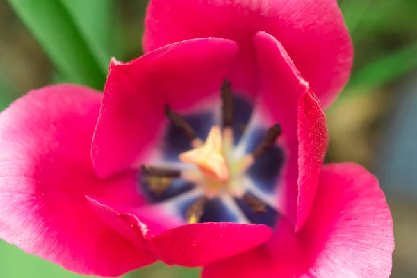 Tulipan różowy makro — Zdjęcie stockowe