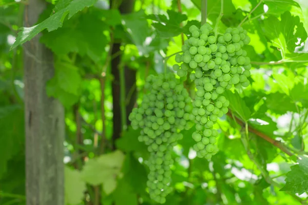 Green grapes in the garden — Stock Photo, Image