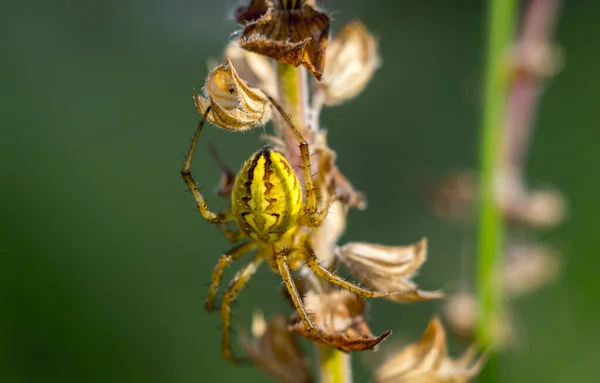 Araignée macro photos — Photo