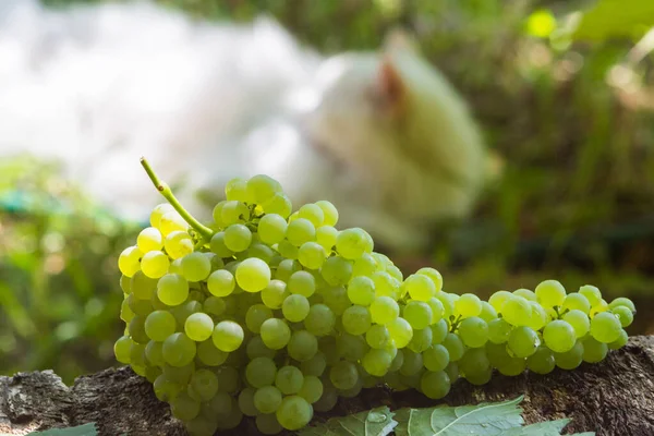 Куча зеленого винограда на деревянном фоне — стоковое фото