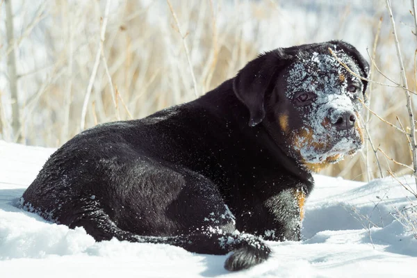 Rottweiler dog in winter — 图库照片
