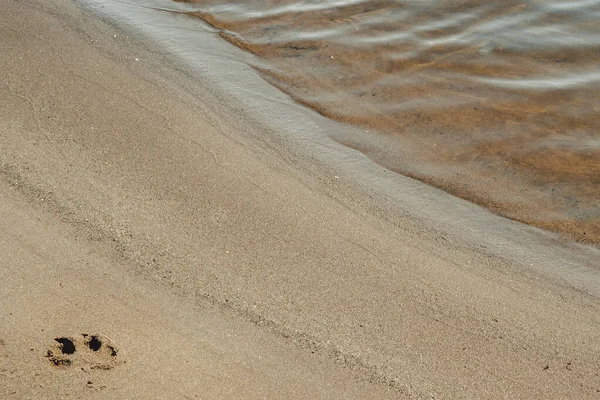 Empreinte de chien dans le sable — Photo