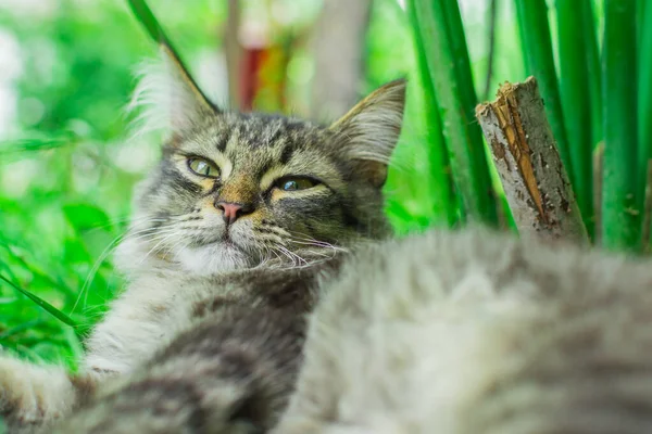 Gatito en la hierba —  Fotos de Stock