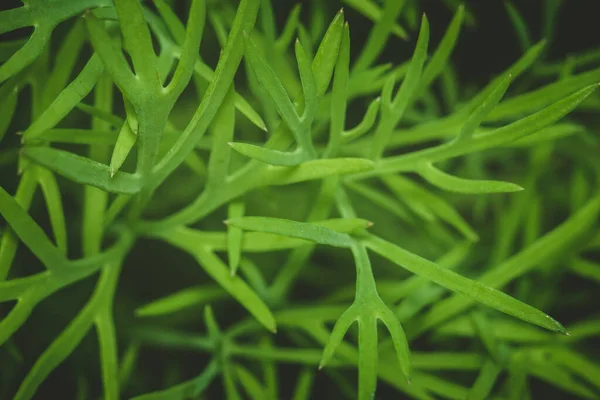 Textura de la macro eneldo — Foto de Stock