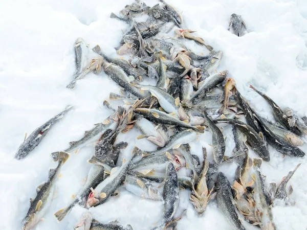 Peces en hielo pesca de invierno — Foto de Stock