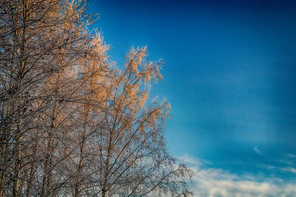 Stromy pokryté sněhem na pozadí oblohy — Stock fotografie