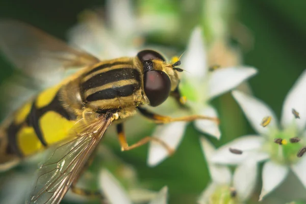 Vlieg Diptera Syrphidae — Stockfoto