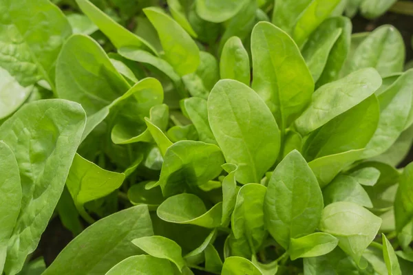 Spinat im Garten — Stockfoto