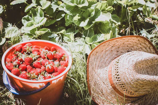 Skörda jordgubbar i trädgården — Stockfoto