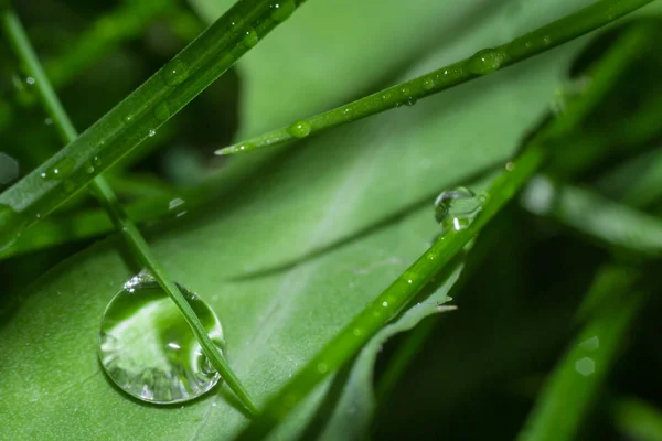 Rain drops on leaf — Stock Photo, Image