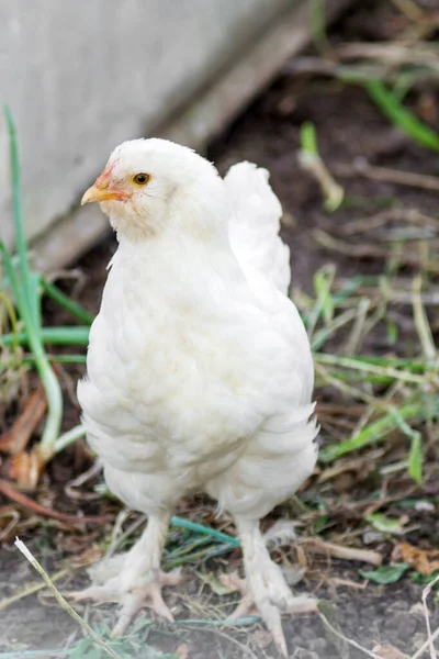 白鸡垂直 — 图库照片