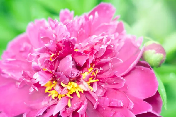 Крупный план розовых пионов — стоковое фото