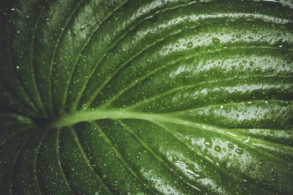 Feuilles des plantes hôtes — Photo