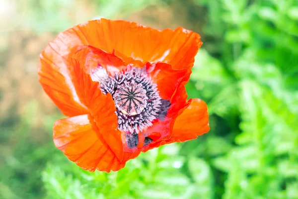 Flor de papoula vermelha — Fotografia de Stock