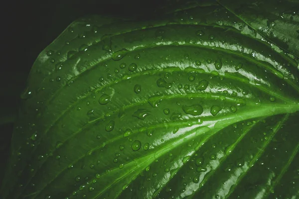 Water drops on green leaf macro photo — Stock Photo, Image