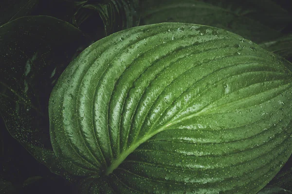 Leaves of the plant hosts — Stock Photo, Image