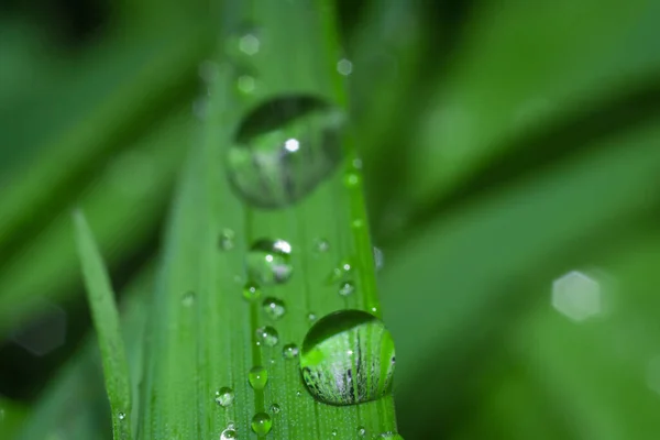Падіння дощу на листі — стокове фото