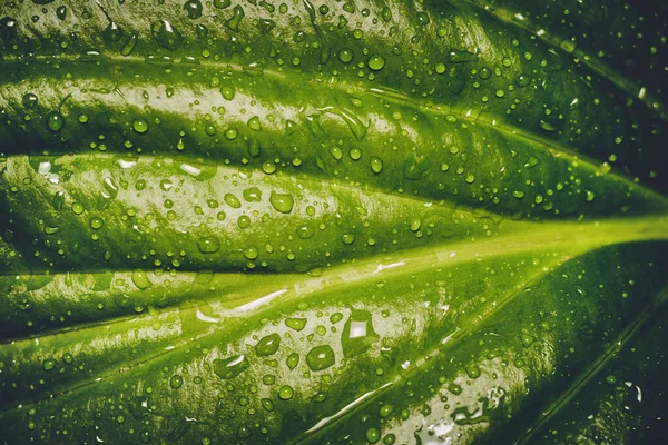 Water drops on a green leaf close-up — Stock Photo, Image
