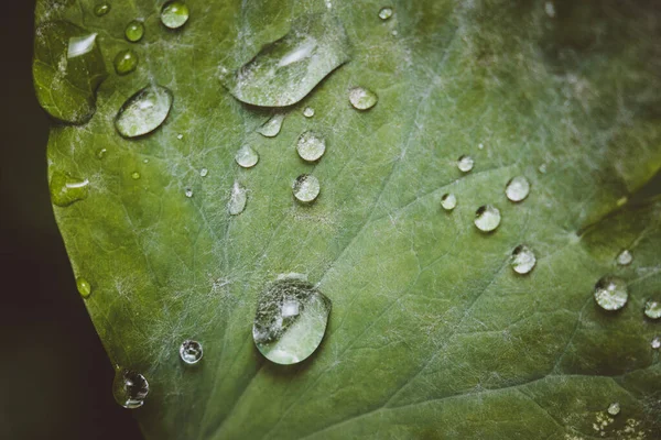 Water drops on green leaf macro photo — Stock Photo, Image