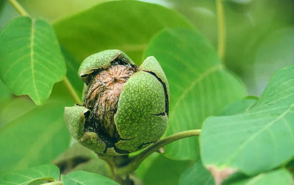 Ripe walnuts on the tree — Stock Photo, Image