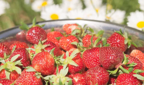 Schaal van verse aardbeien — Stockfoto