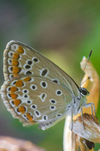 수직으로 아름다운 나비가 있는 배경 — 스톡 사진