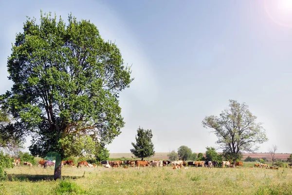 Vacas no campo paisagem verão dia — Fotografia de Stock