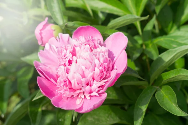 Peonías rosadas de cerca — Foto de Stock