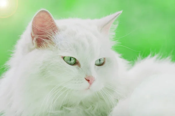 White cat on green background